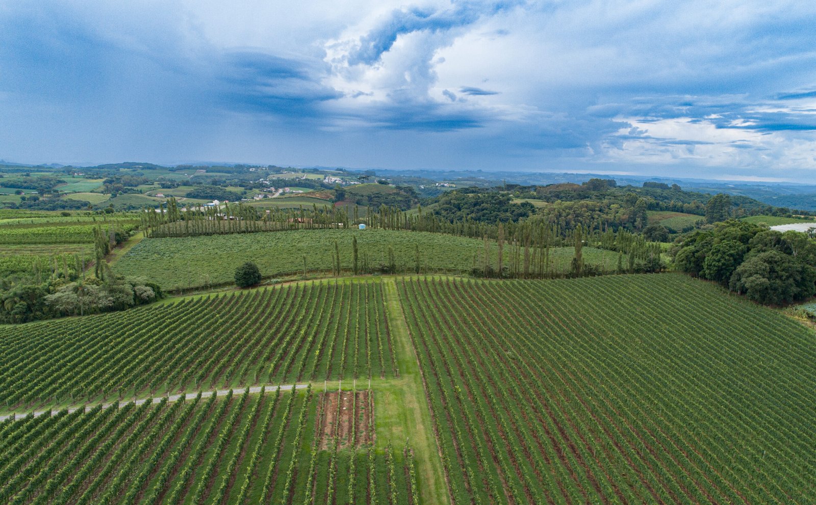 vitivinicultura - foto