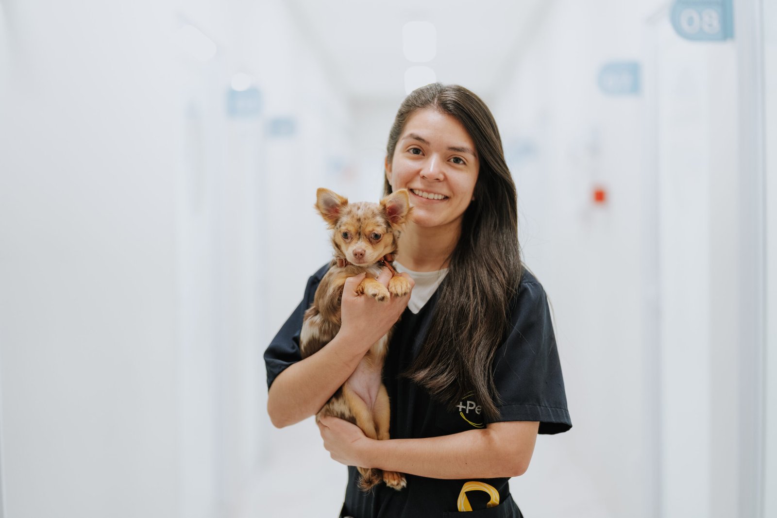 saúde dos pets - foto