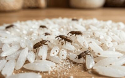 carunchos nos alimentos