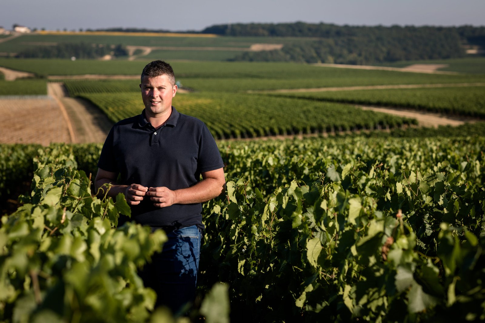 nova geração de Chablis - foto