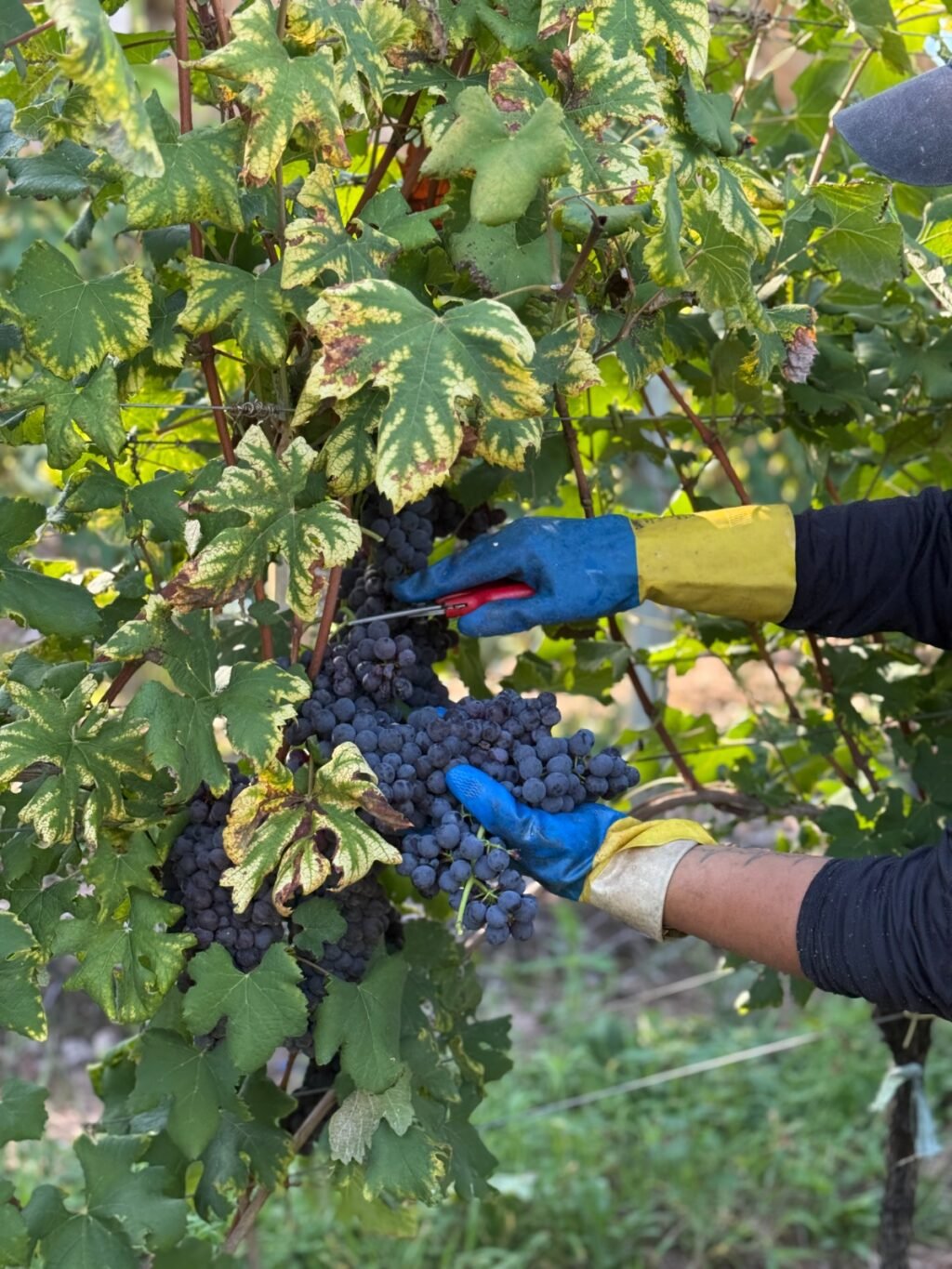 Nebbiolo e Marzemino