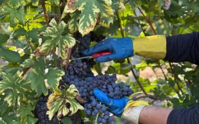 Nebbiolo e Marzemino
