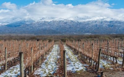 Mendoza além do Malbec