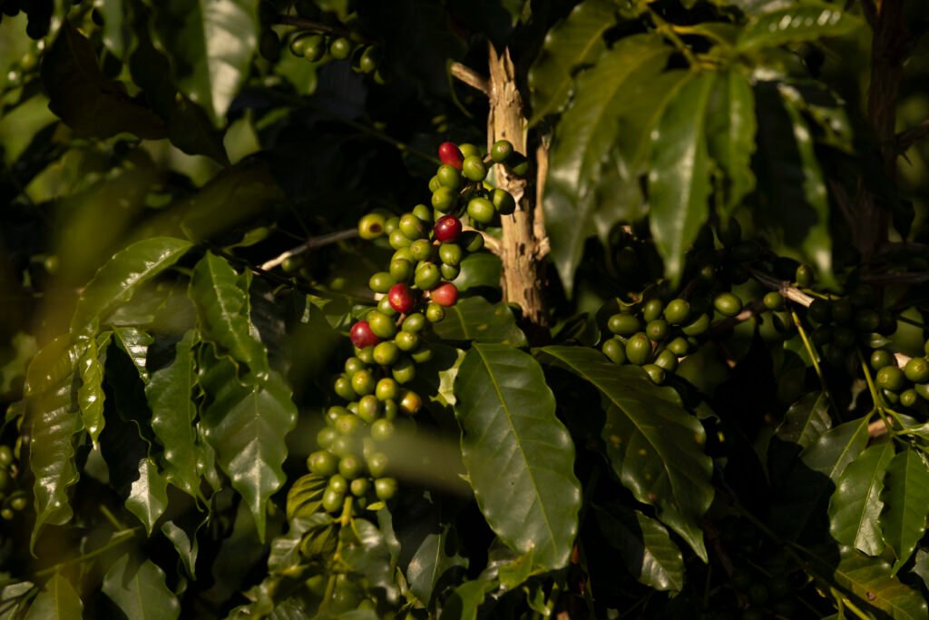 Dia Internacional do Café