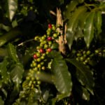 Dia Internacional do Café