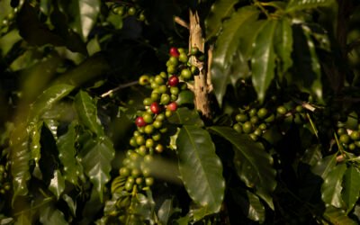 Dia Internacional do Café