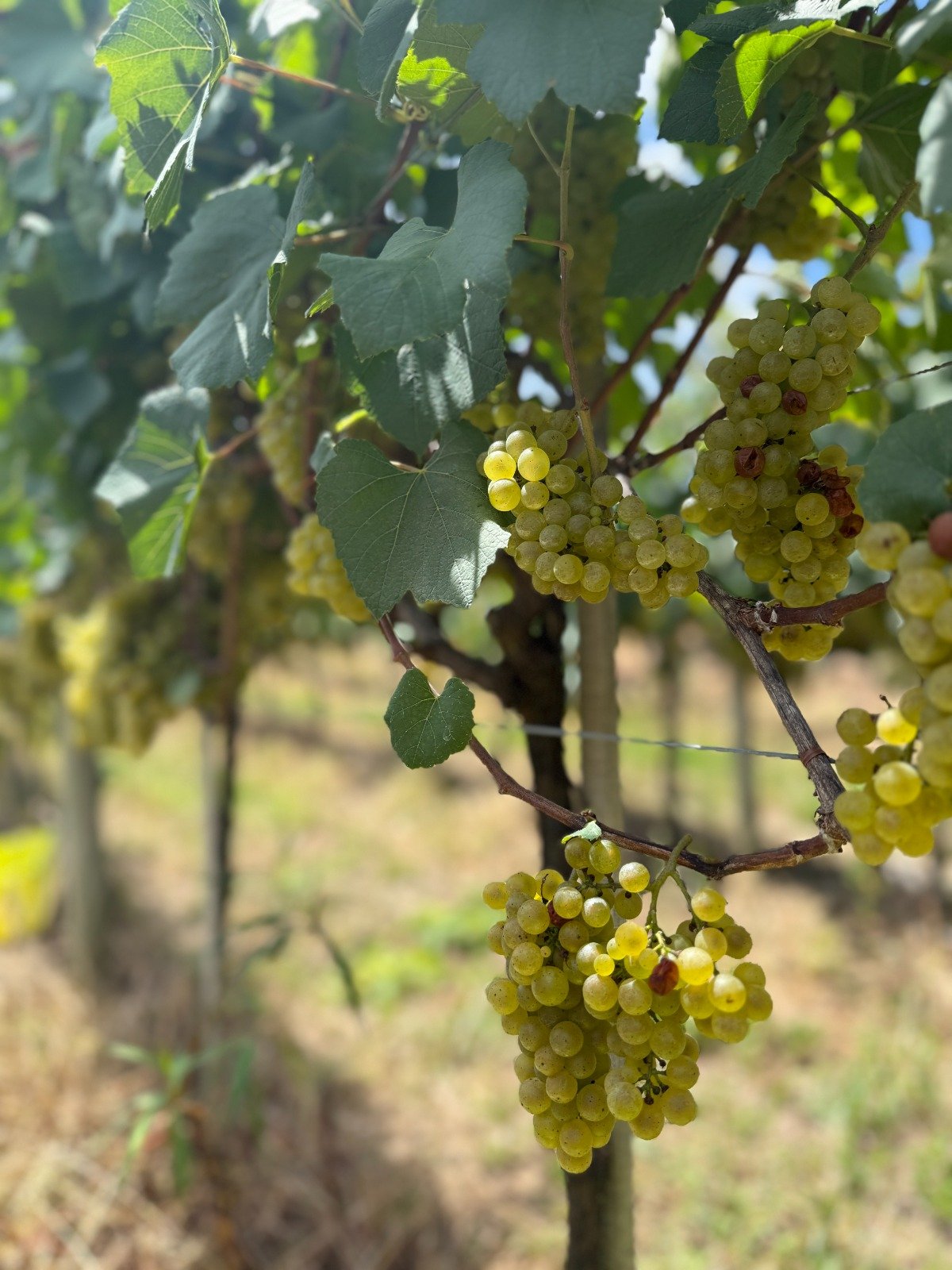 Nebbiolo e Marzemino - foto