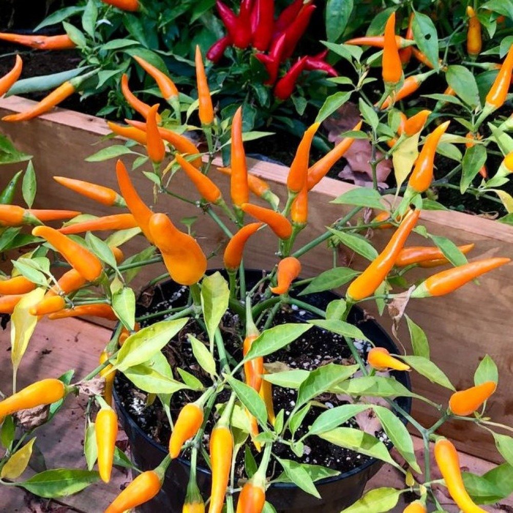 plantas para entrada