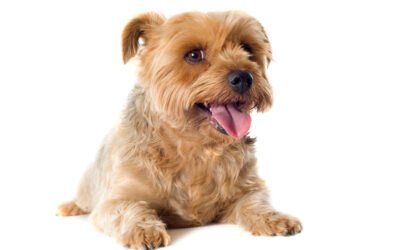 câncer de mama em pets