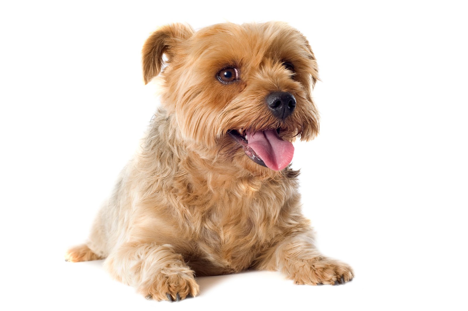 câncer de mama em pets - foto