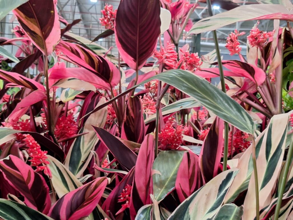 Ceaflor Expo Garden