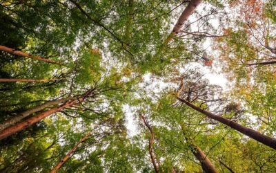 Dia da Árvore: entenda a influência da natureza nas bebidas