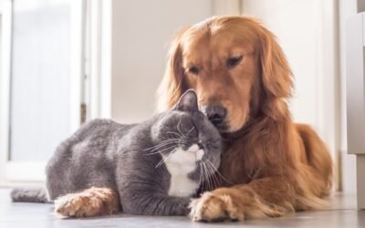 Reduzir gastos com o pet: dicas para economizar com seu amigo